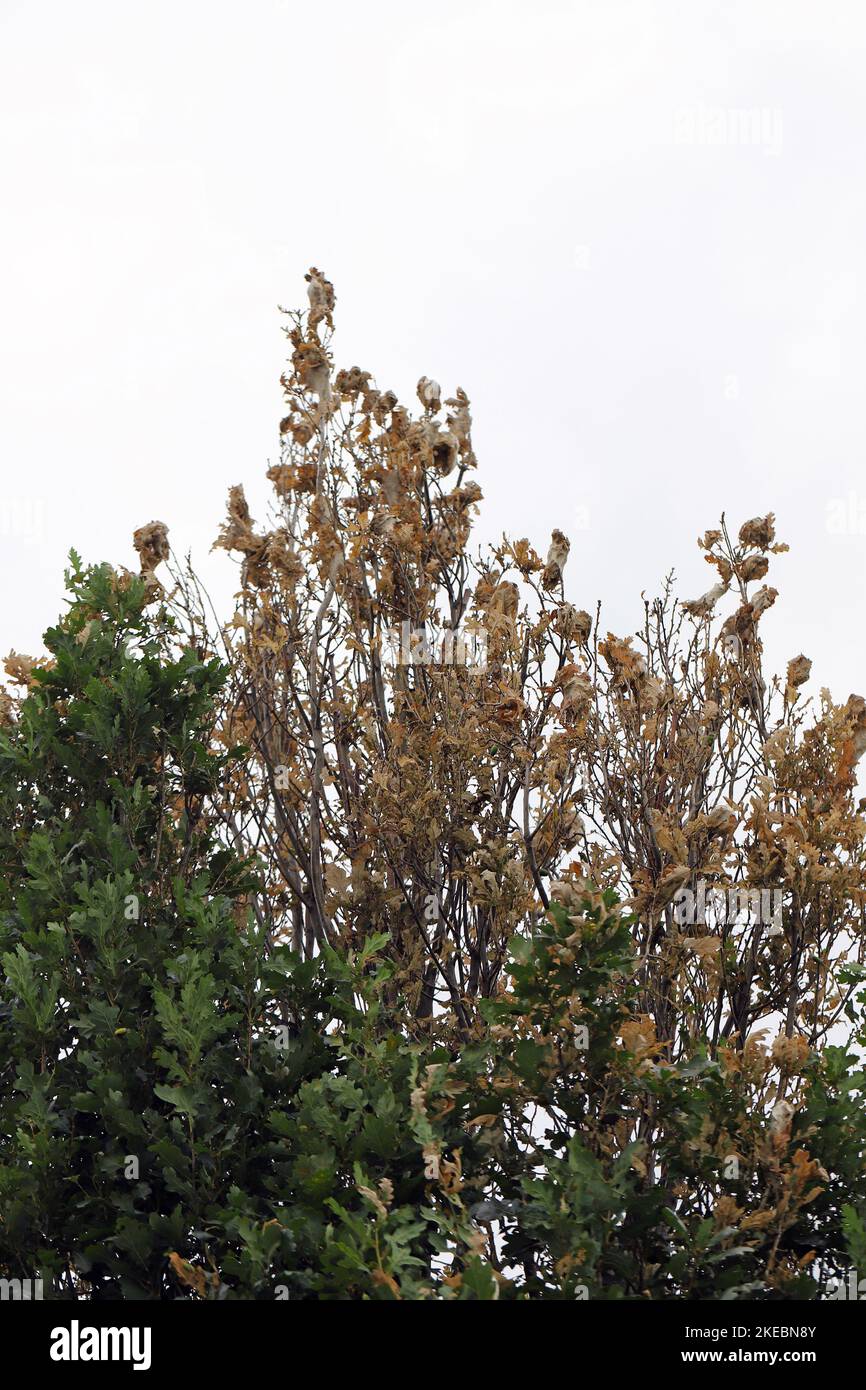 Shoots, leaves of oak tree damaged by young caterpillars of Brown tail