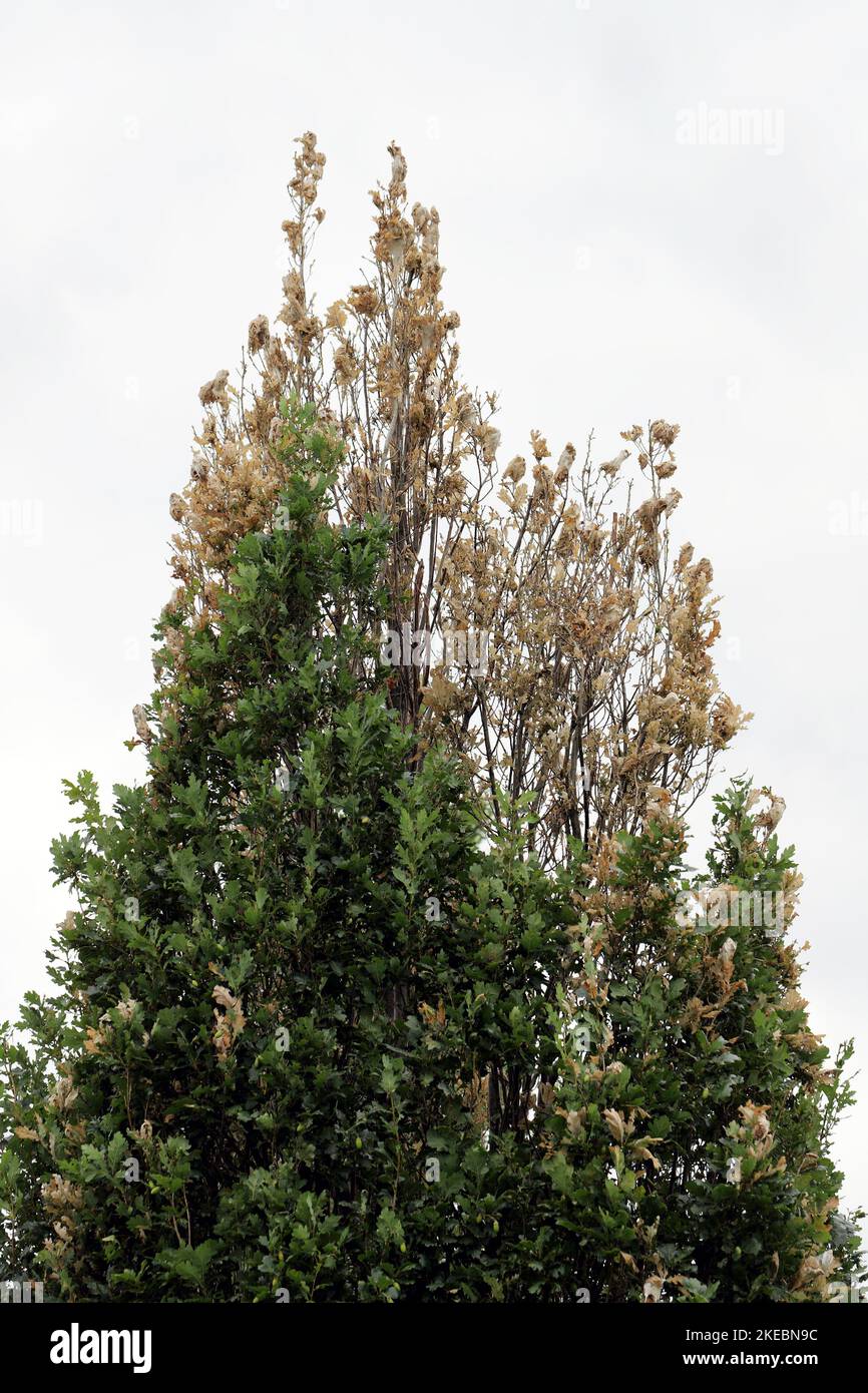 Shoots, leaves of oak tree damaged by young caterpillars of Brown tail