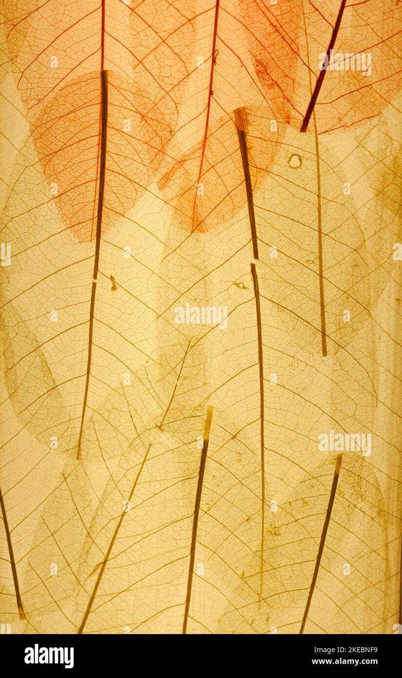 Leaf abstract background, Tropical leaves wall art design with space