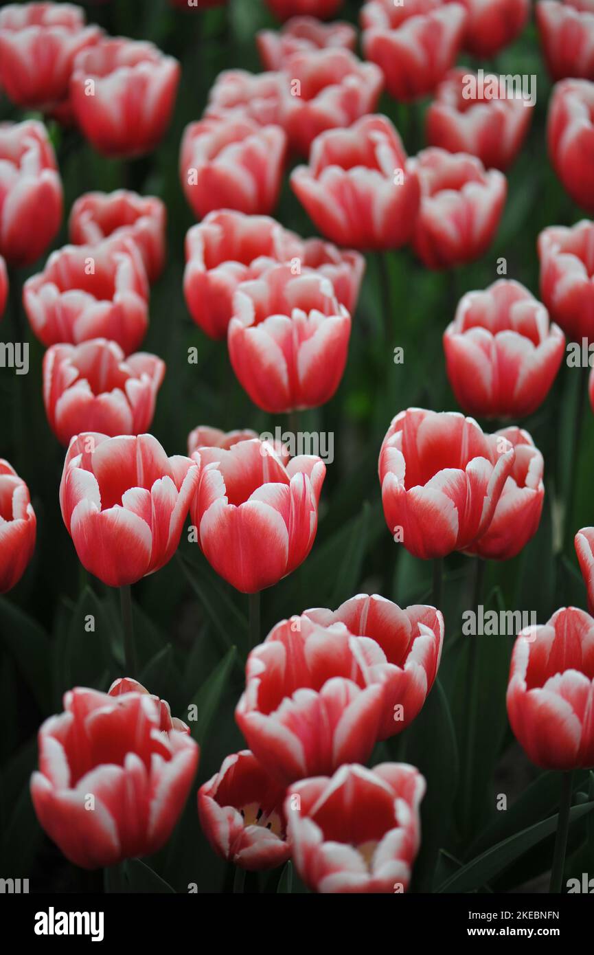 Red with white edges Triumph tulips (Tulipa) Timeless bloom in a garden in March Stock Photo