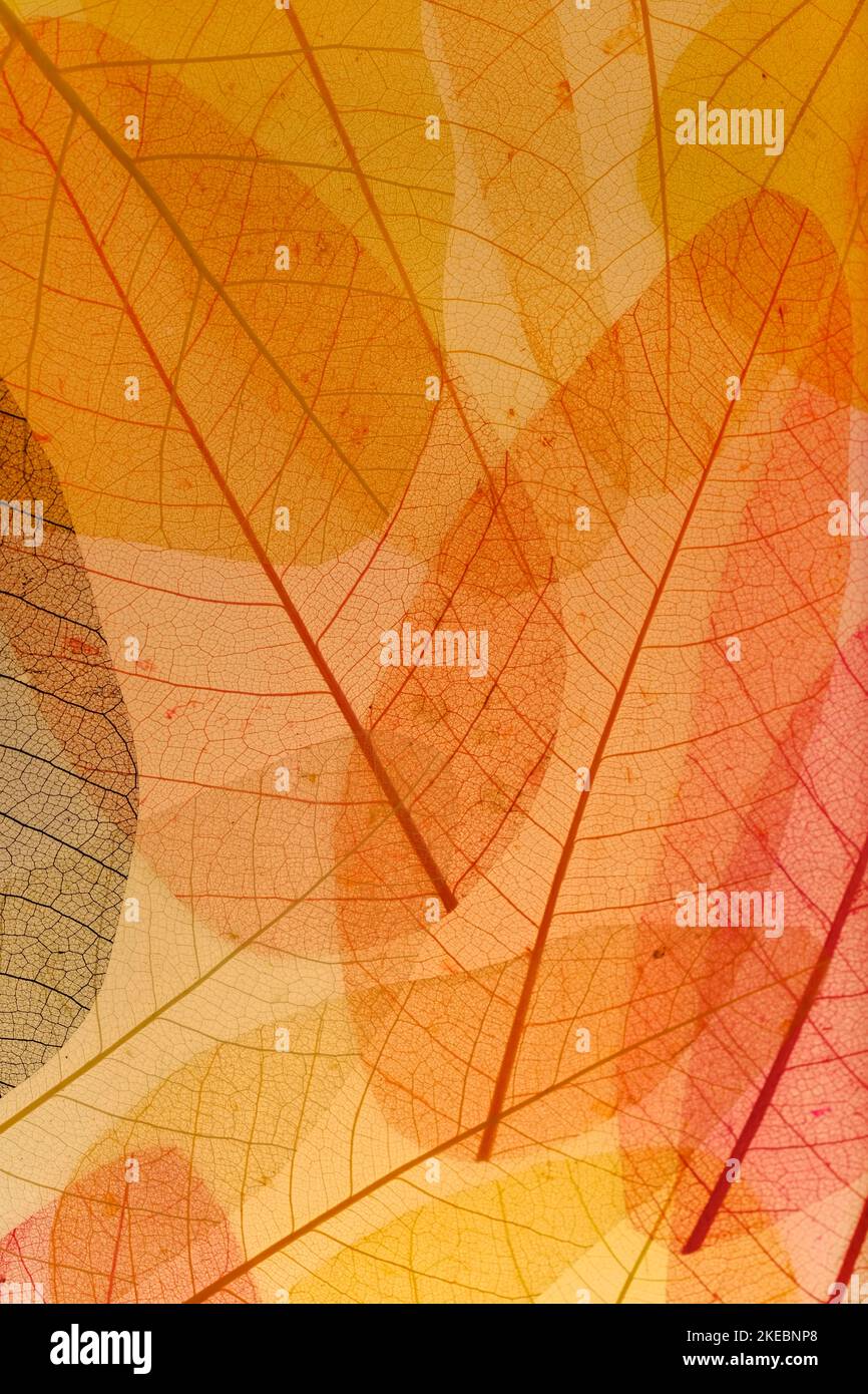 Leaf abstract background, Tropical leaves wall art design with space for your text Stock Photo