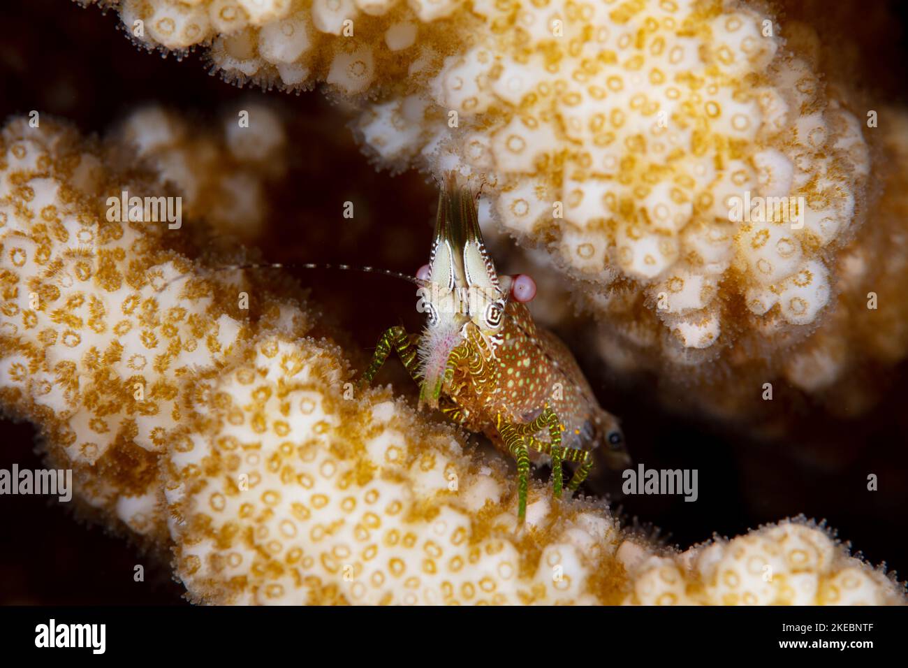 A small shrimp hides in the protective branches of a Pocillopora coral on a coral reef in Indonesia. Crustaceans are extremely prevalent on reefs. Stock Photo