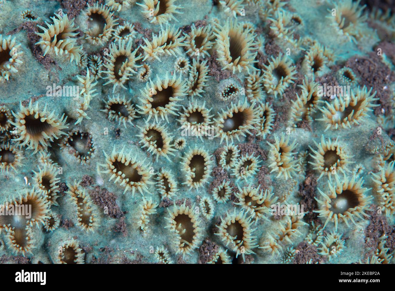 Detail of the polyps of a zoanthid colony growing on a coral reef in Indonesia. Zoanthids are small, tropical anemone-like animals. Stock Photo