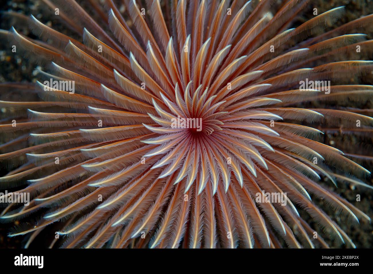 A Feather duster worm, Bispira sp., has a spiraled gill crown that extends from its tube embedded in sand near a reef in Indonesia. Stock Photo