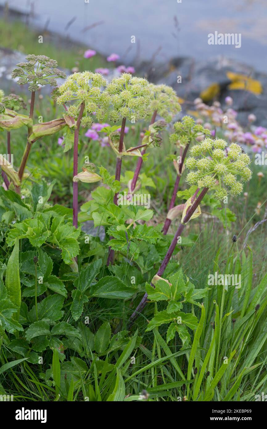 ArzneiEngelwurz, Echte Engelwurz, Engelwurz, Angelica archangelica