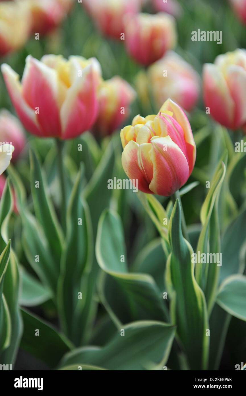 Red, yellow and white peony-flowered Double Late tulips (Tulipa) Toplips with variegated leaves bloom in a garden in March Stock Photo