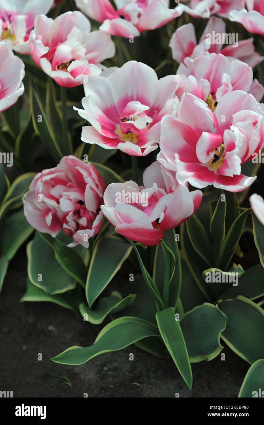 Red, yellow and white peony-flowered Double Late tulips (Tulipa) Toplips with variegated leaves bloom in a garden in April Stock Photo