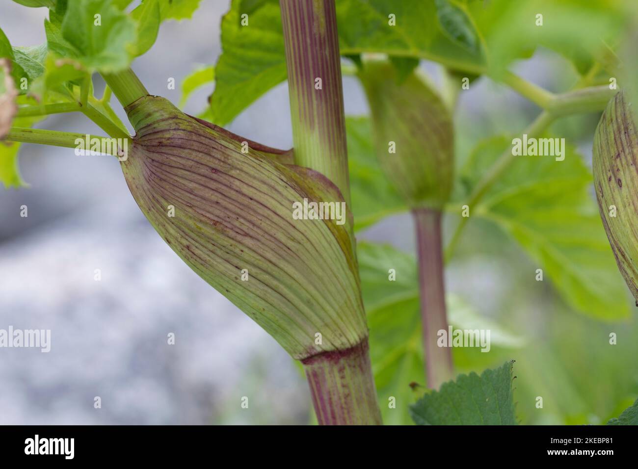 ArzneiEngelwurz, Echte Engelwurz, Engelwurz, Stängel und Blattscheide