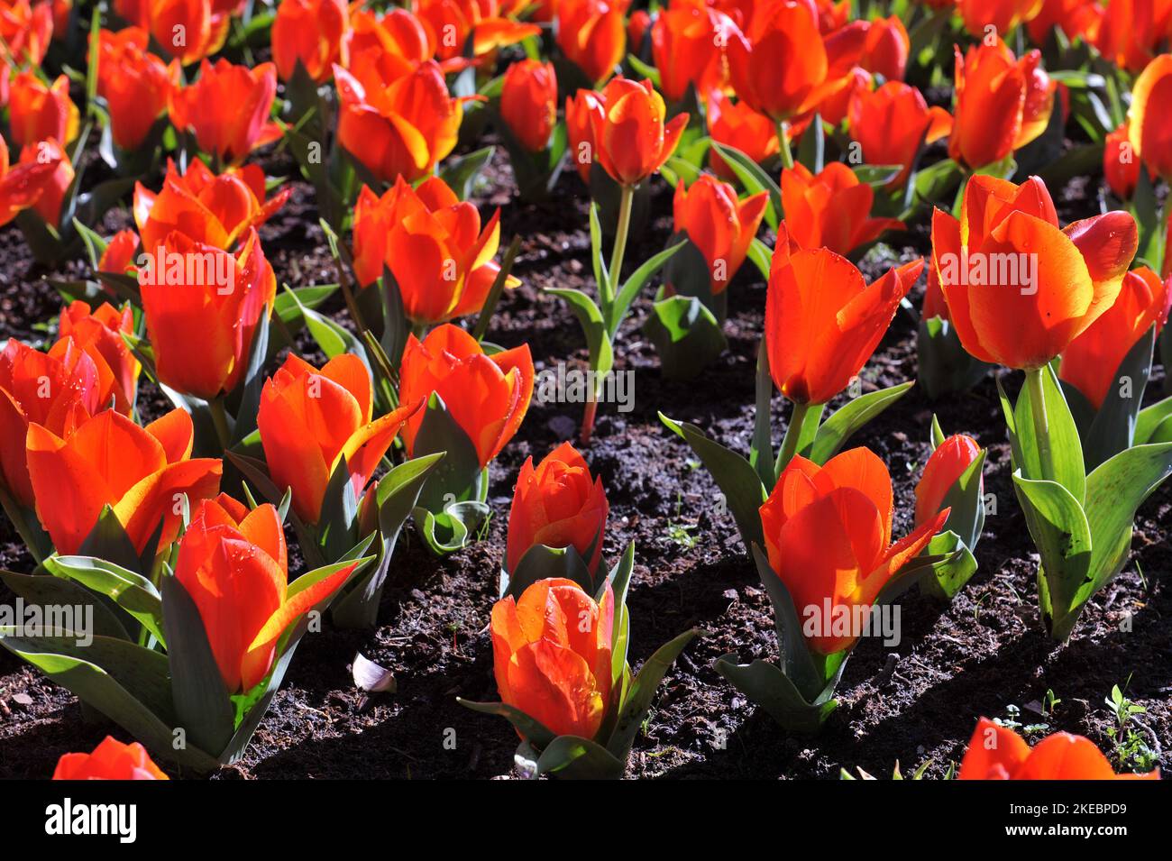 Orange-red Greigii tulips (Tulipa) Treasure bloom in a garden in April Stock Photo