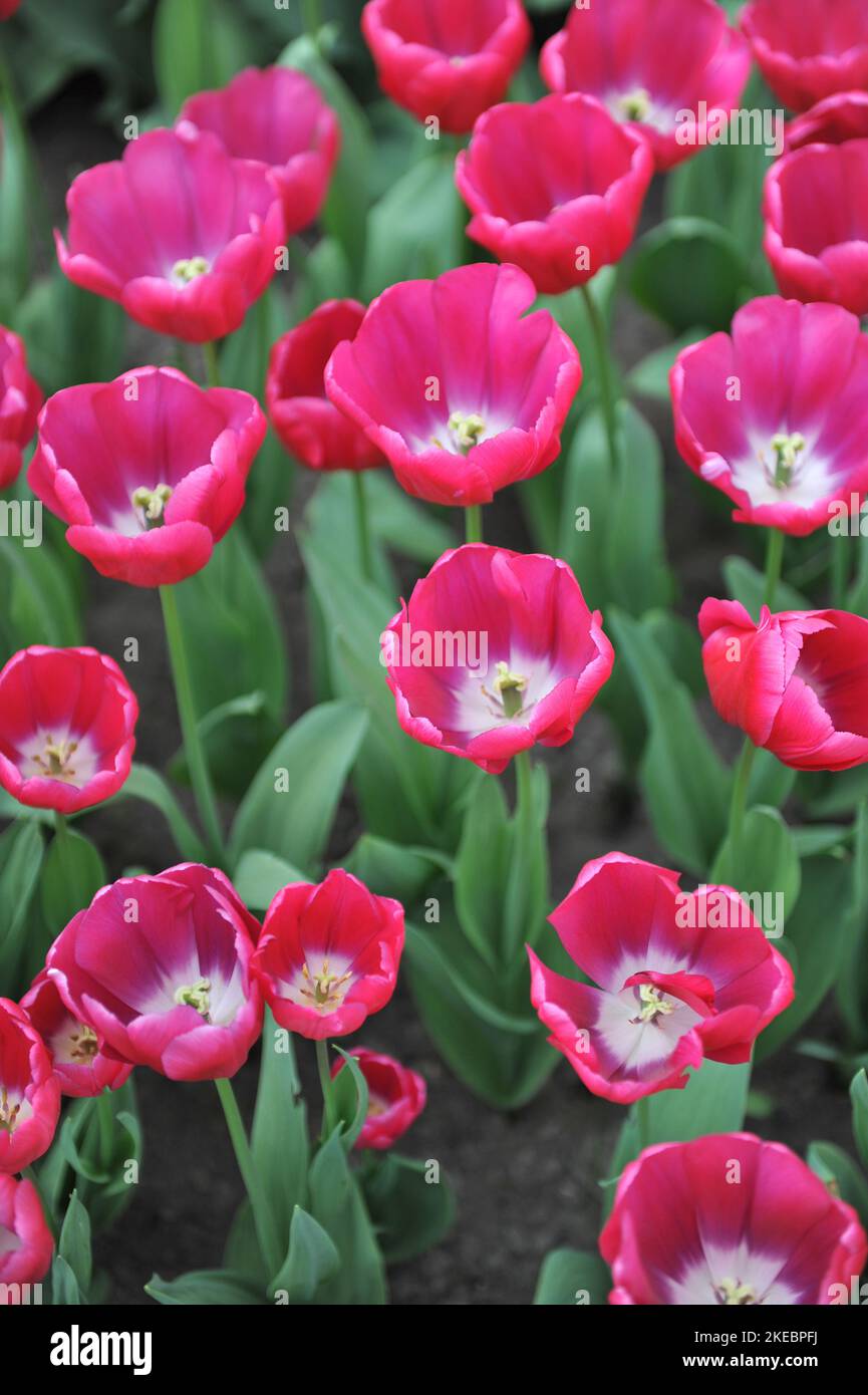 Pink Triumph tulips (Tulipa) Trijntje Oosterhuis bloom in a garden in