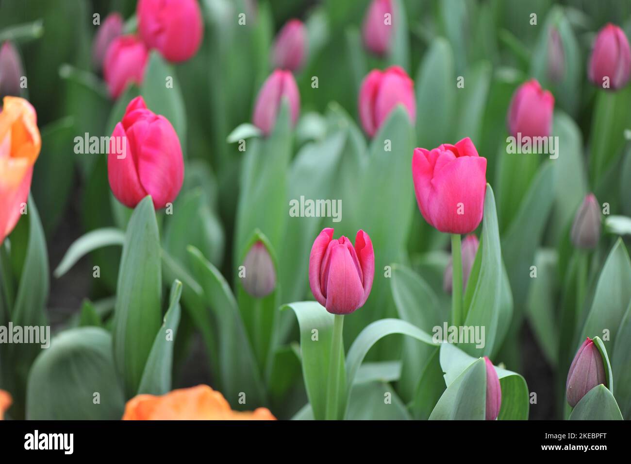 Pink Triumph tulips (Tulipa) Trijntje Oosterhuis bloom in a garden in March Stock Photo
