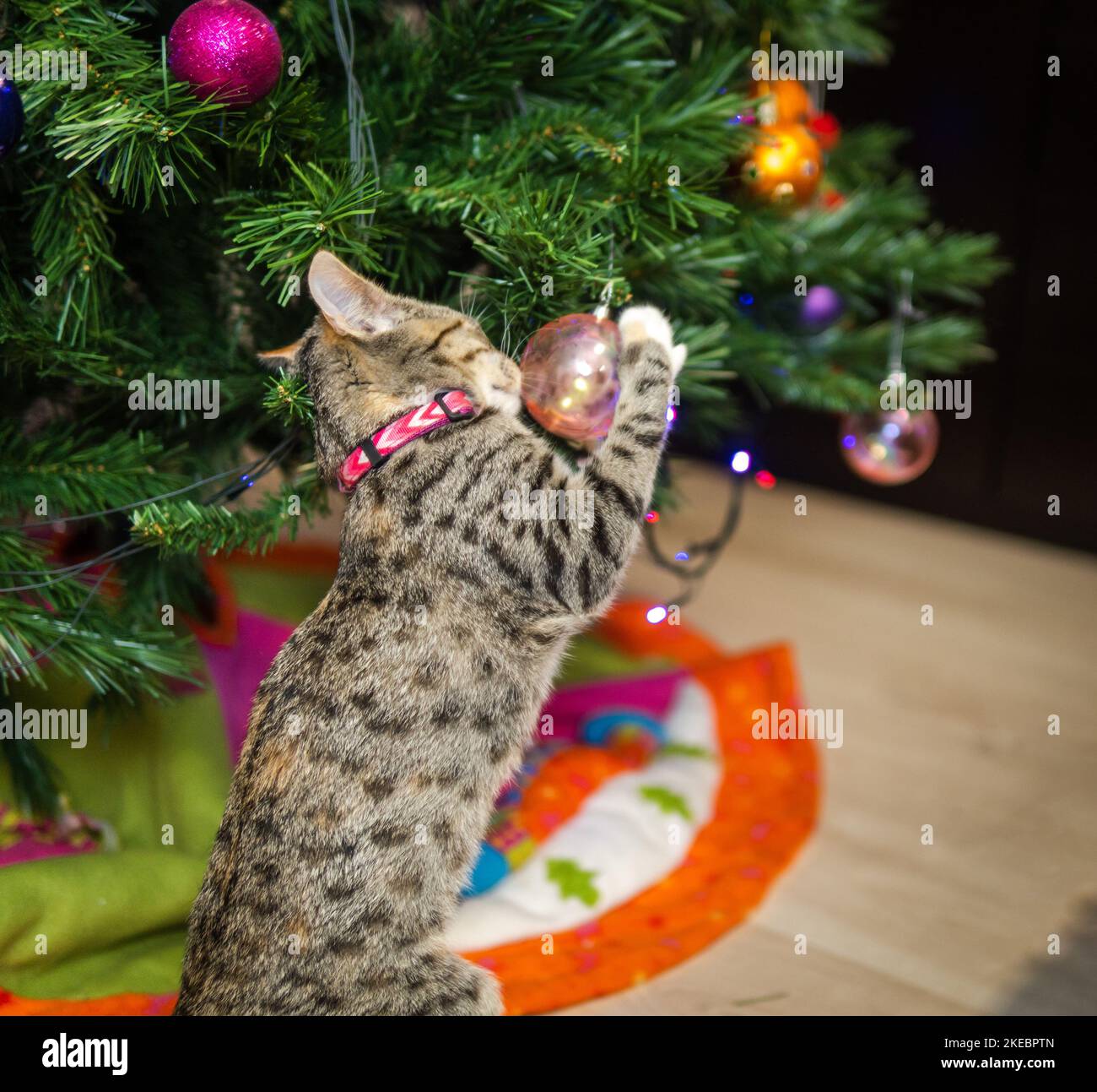 Puppy cat messing up the christmas tree knocking down the balls Stock Photo Alamy