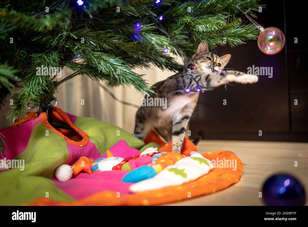 cat playing with christmas tree balls Stock Photo Alamy