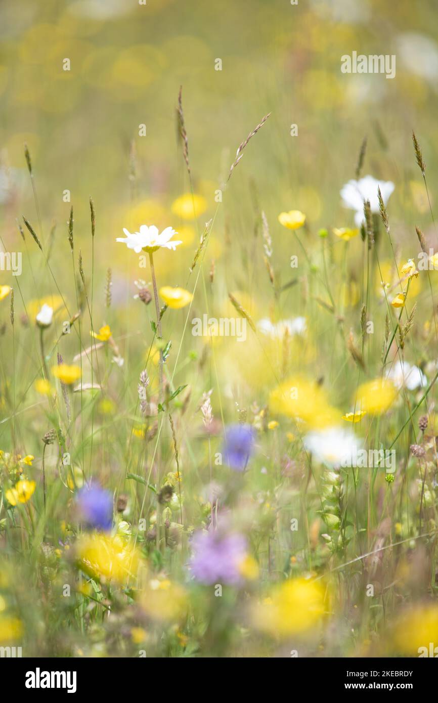 English wildflower meadow hi-res stock photography and images - Alamy
