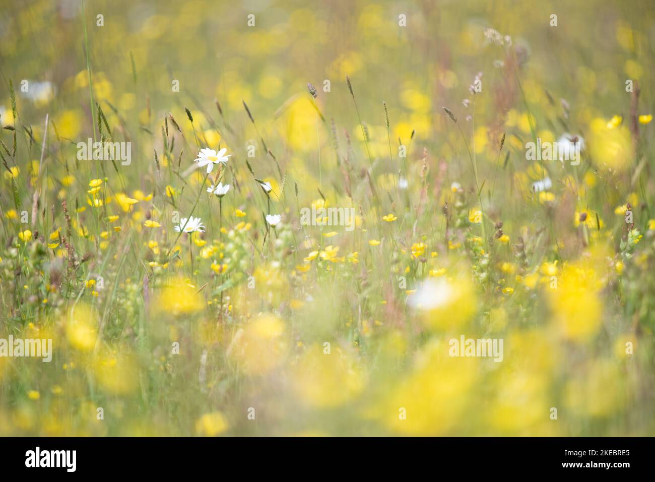 English wildflower meadow hi-res stock photography and images - Alamy