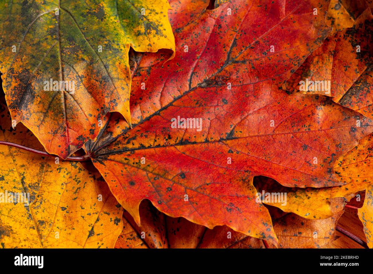 Closeup of tree leaves with autumn colors. Fall season and foliage concept. Stock Photo