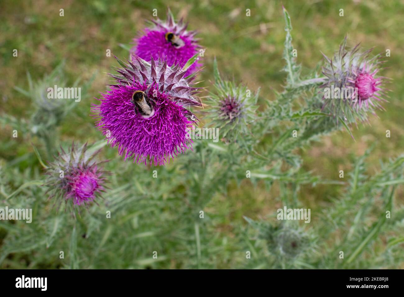 Bumblebees on woolley thistle (Cirsium eriophorum) at Castern Wood nature reserve, Manifold Valley, Staffordshire, England, UK Stock Photo