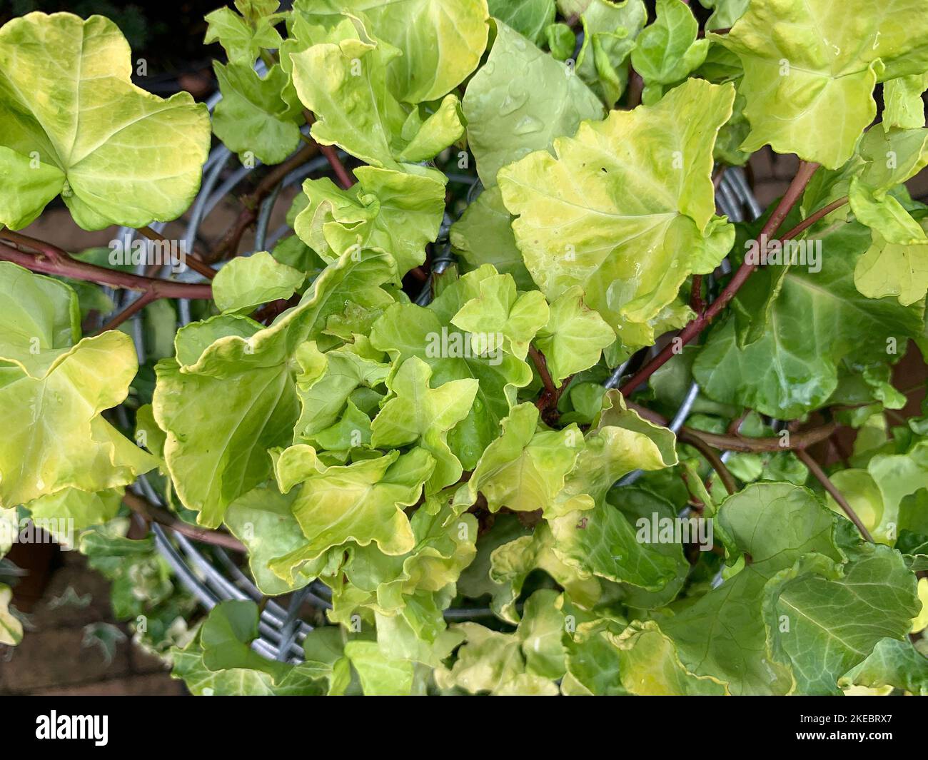 Close up of the yellow green leaves of the perennial evergreen garden climber Hedera helix Steven. Stock Photo