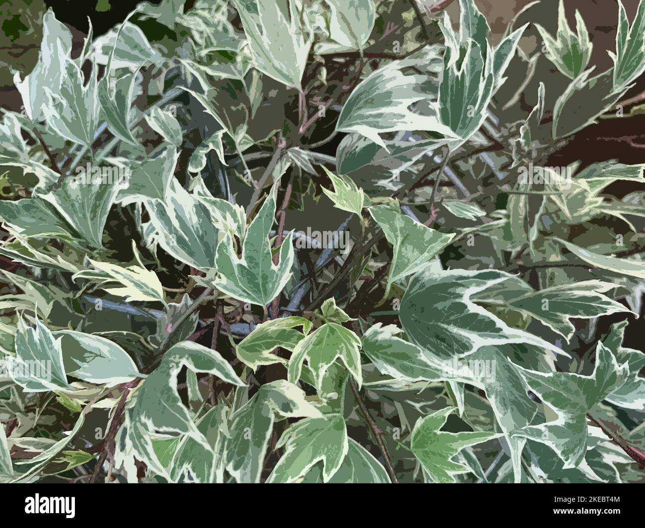 Illustrative closeup of the green leaves with white cream margins of the evergreen perennial garden plant Hedera helix White Ripple. Stock Photo