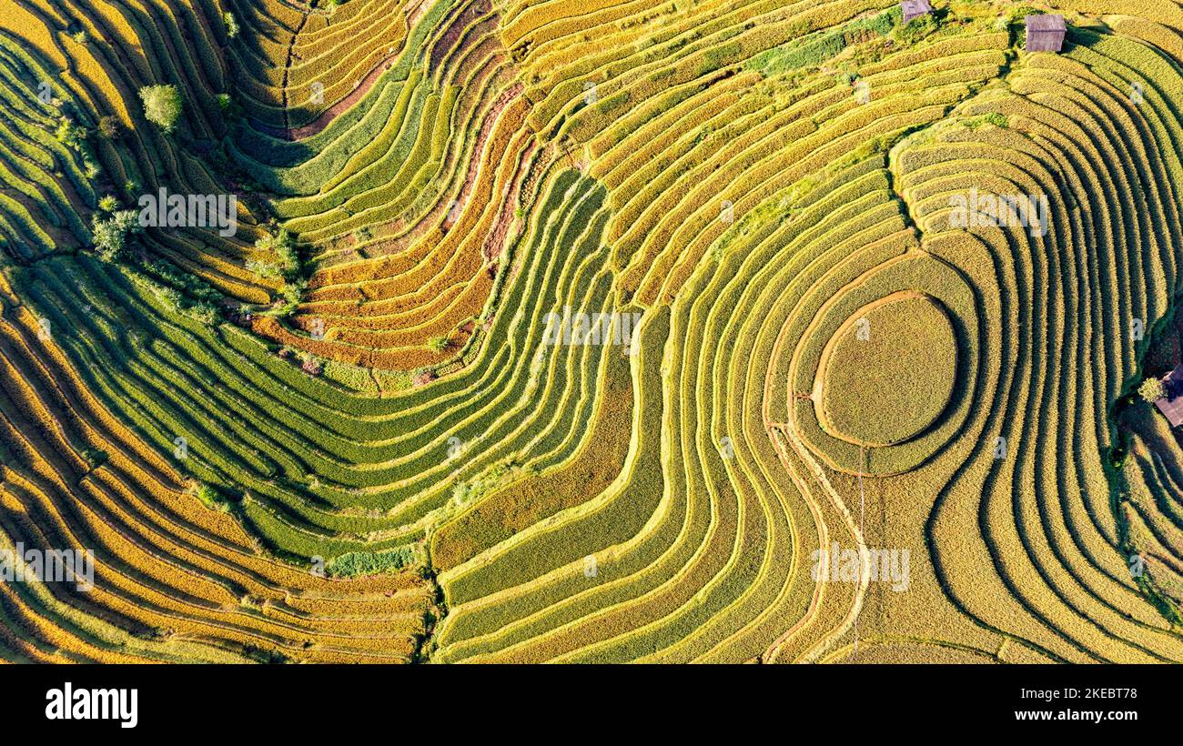 Rice fields on terraced of Mu Cang Chai, YenBai, Vietnam. Rice fields ...