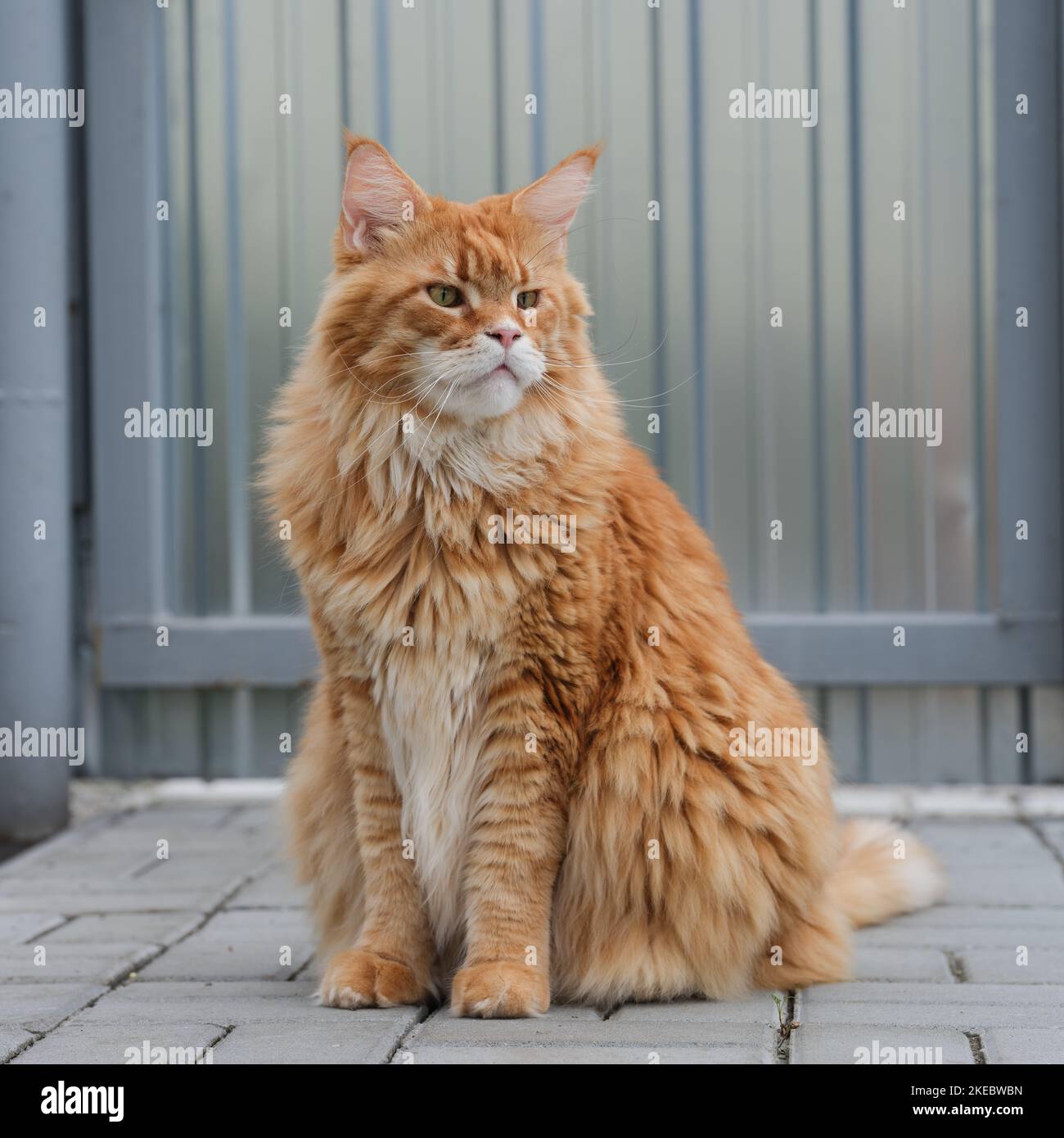 A red Maine Coon cat sitting in front of a gate. Close up. Stock Photo