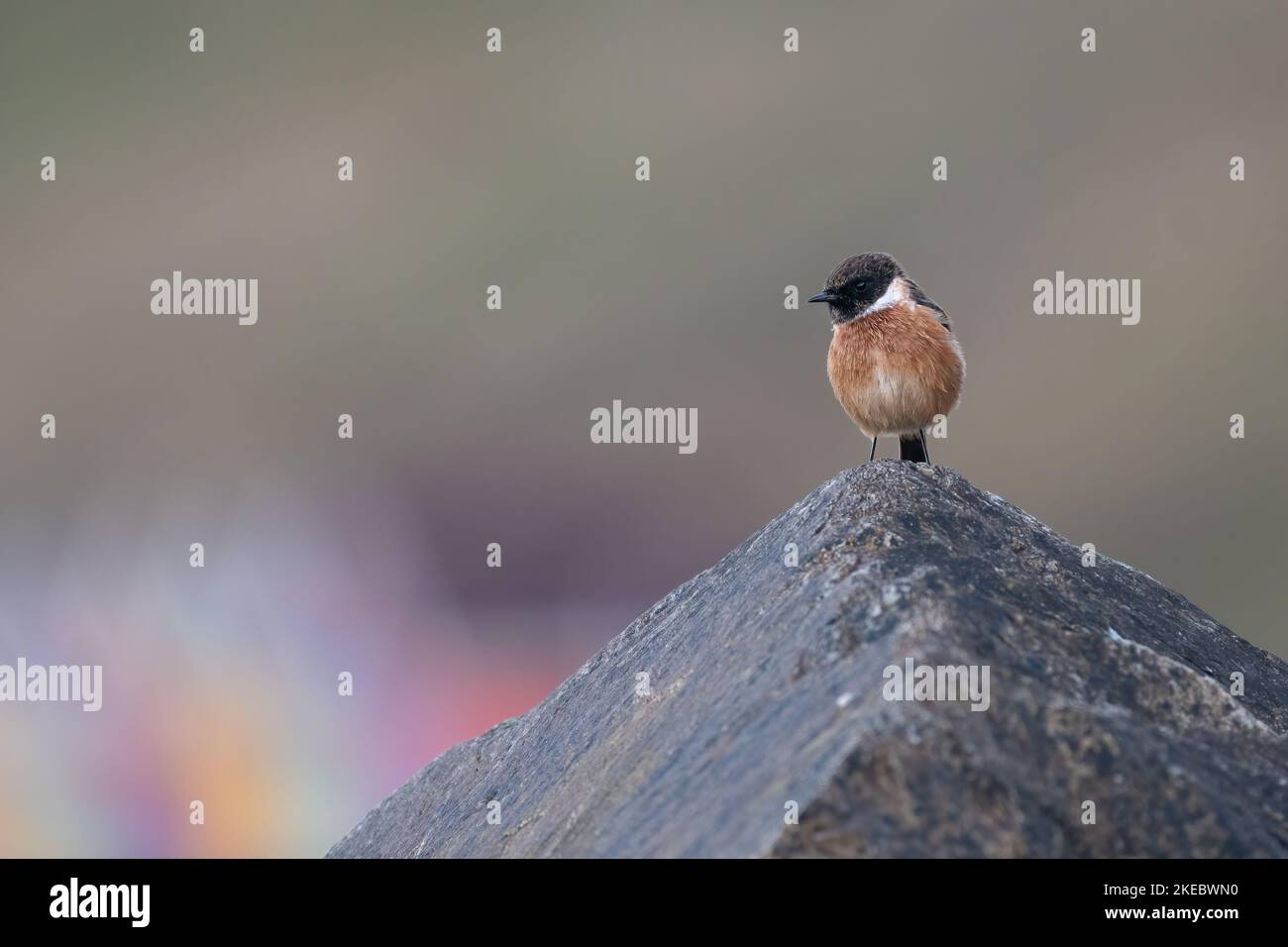 Male stonechat perched on a rock on the Yorkshire coast, with beach huts in the background Stock Photo