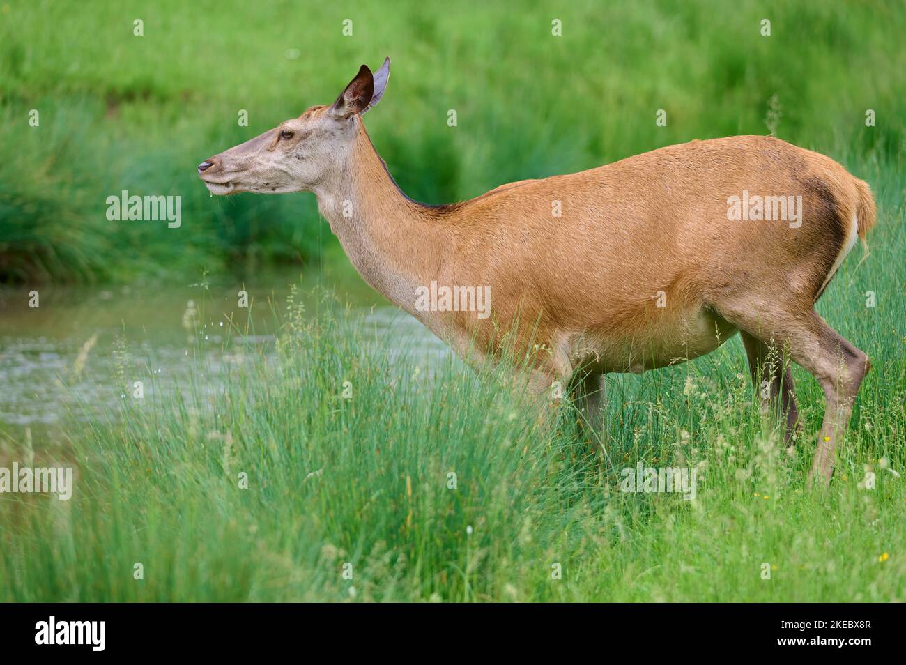 Red Deer (Cervus elaphus), female animal, Germany Stock Photo