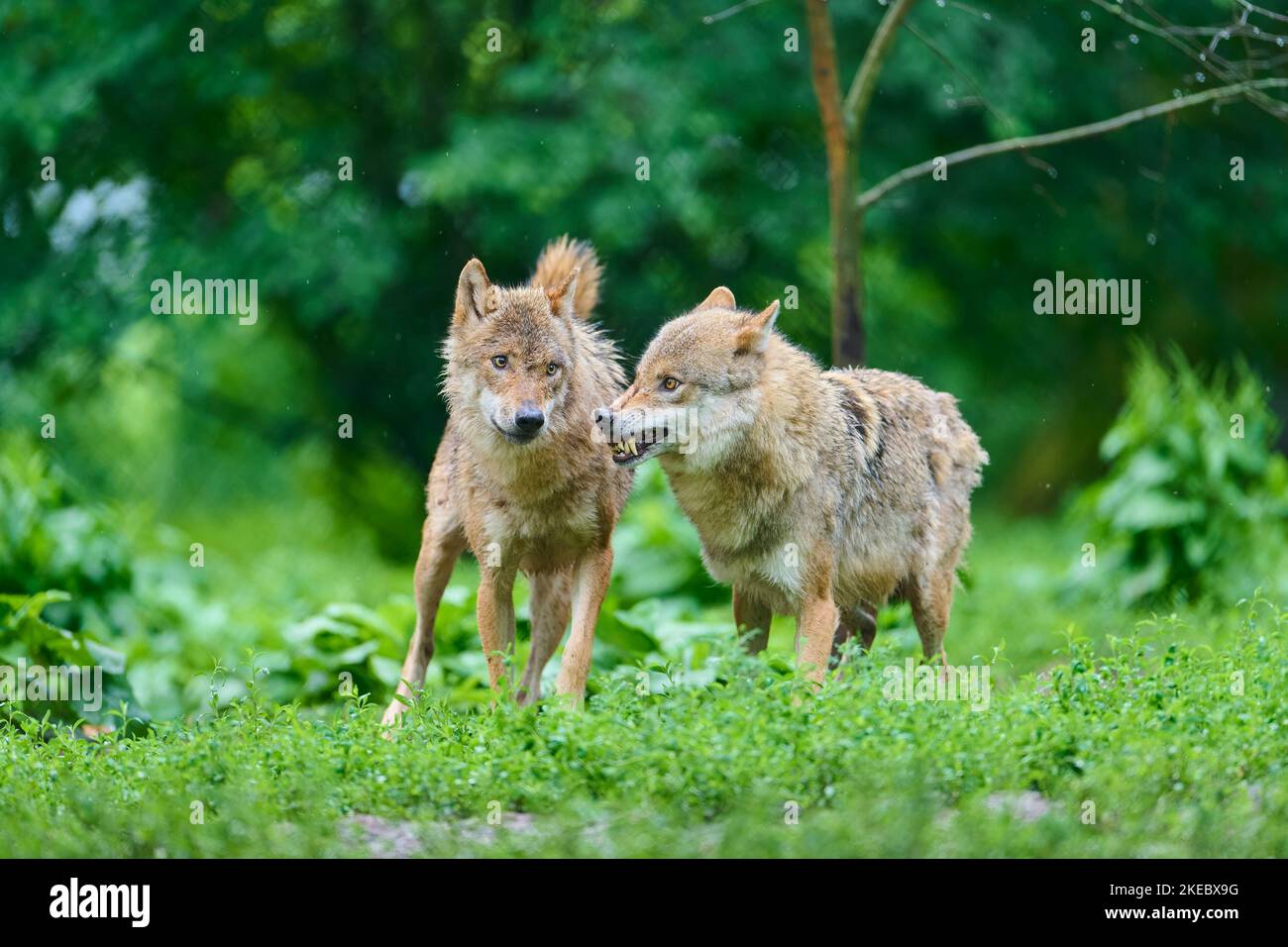 Wolf (Canis lupus), two animals at rain, captive Stock Photo
