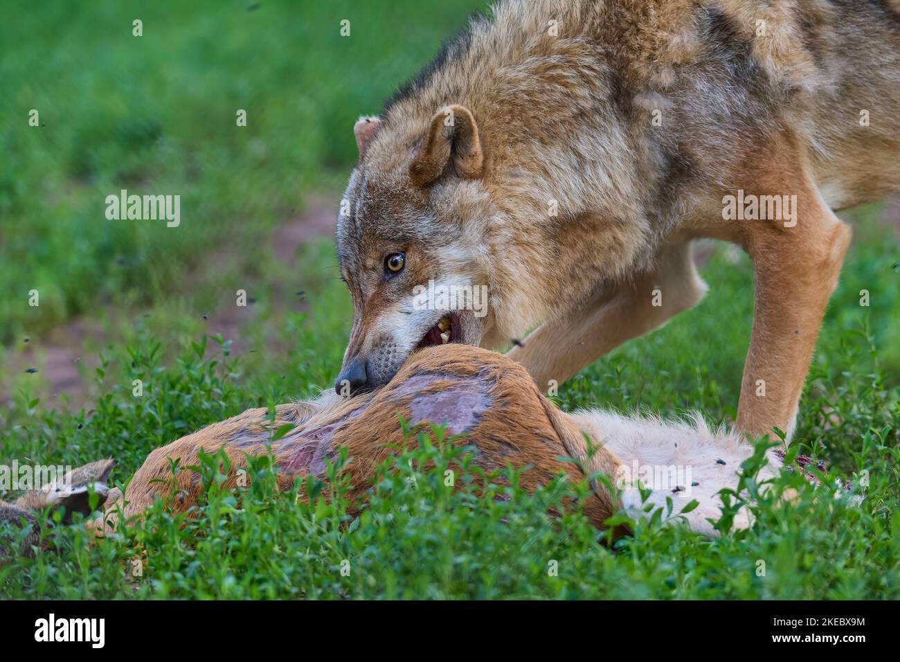 Wolf (Canis lupus), with prey, roe deer, captive Stock Photo - Alamy