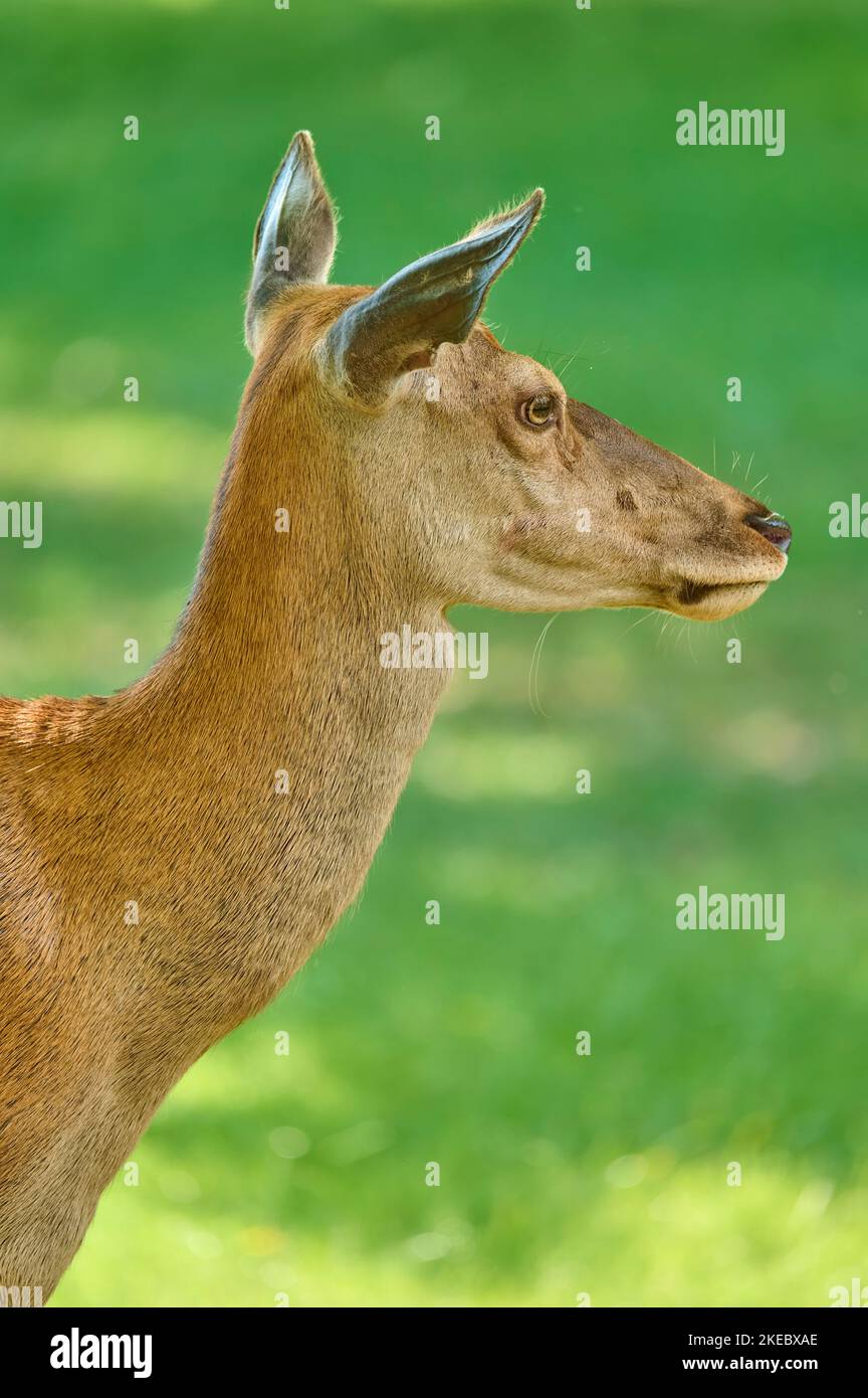 Red Deer (Cervus elaphus), female animal portrait, Germany Stock Photo