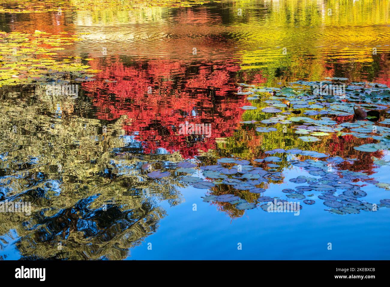 Brightly coloured autumn leaves reflection in water Stock Photo