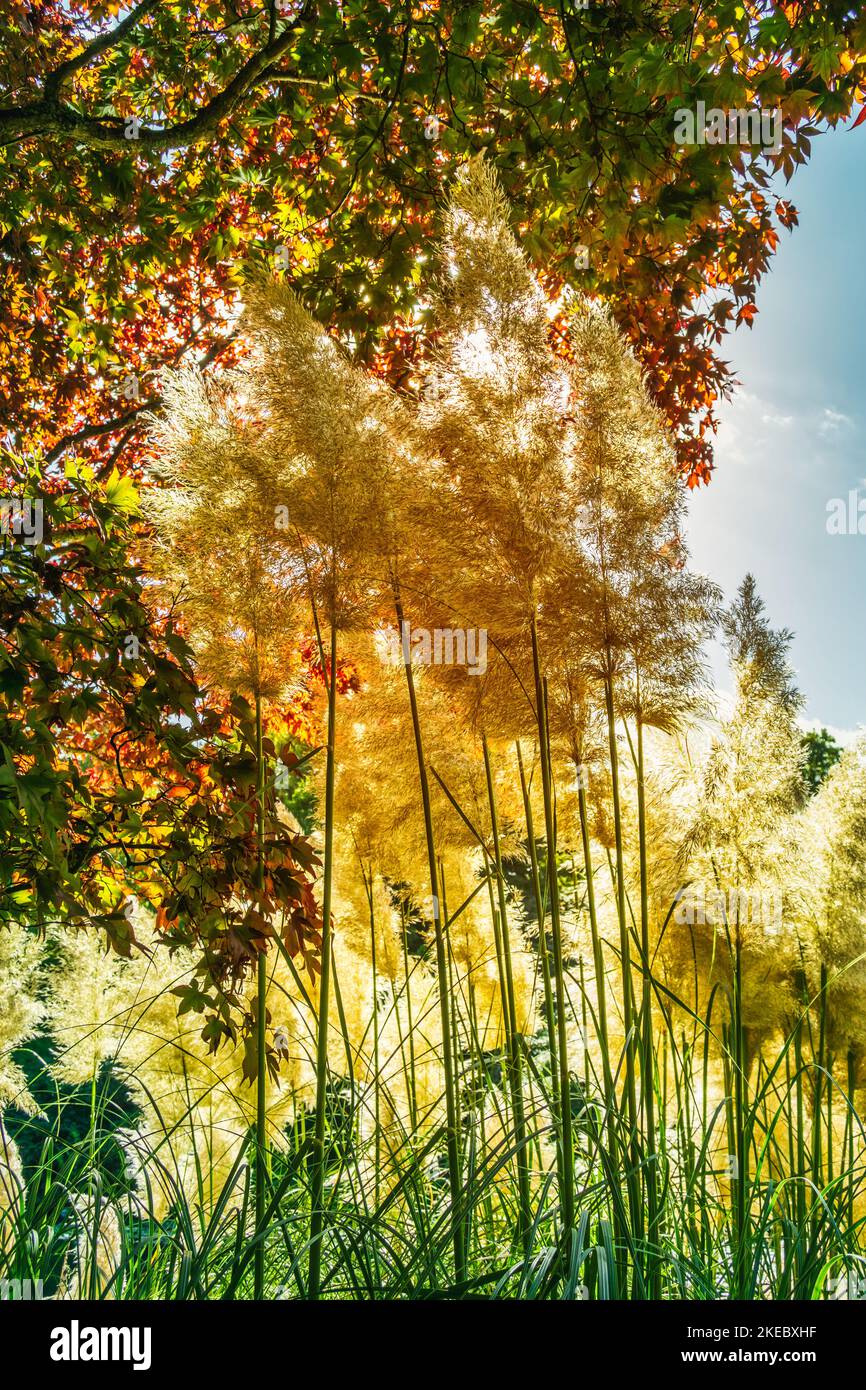 Brightly coloured autumn leaves with pampas grass glowing in the sunshine Stock Photo
