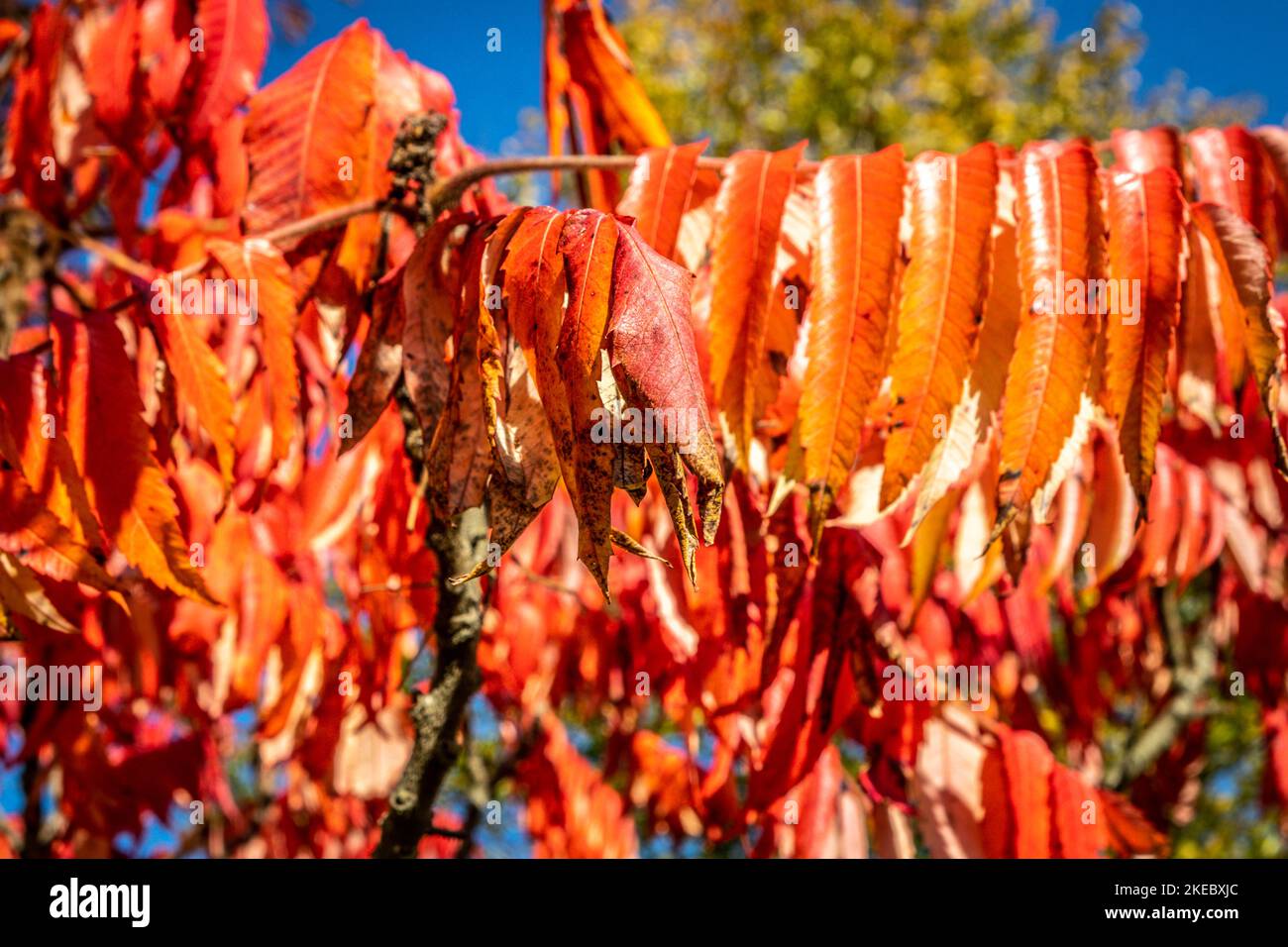 Brightly coloured red autumn leaves glowing in the sunshine Stock Photo
