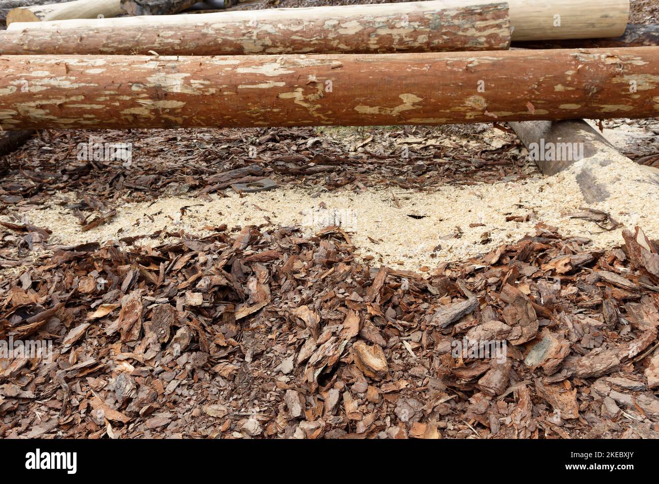 close-up of woodworking waste in the construction industry, the remains of pine bark after the preparation of logs for the construction of a house Stock Photo