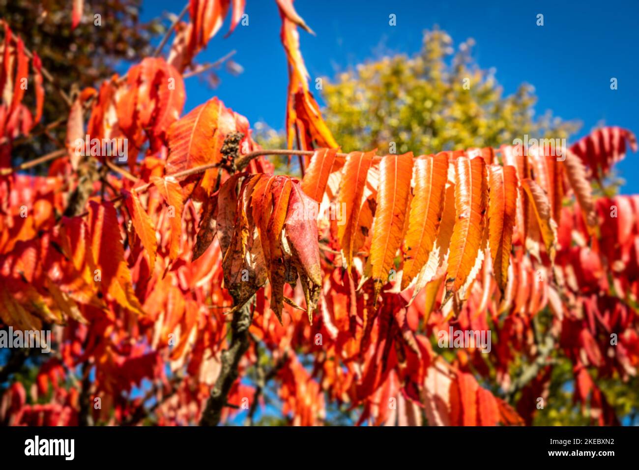 Brightly coloured red autumn leaves glowing in the sunshine Stock Photo