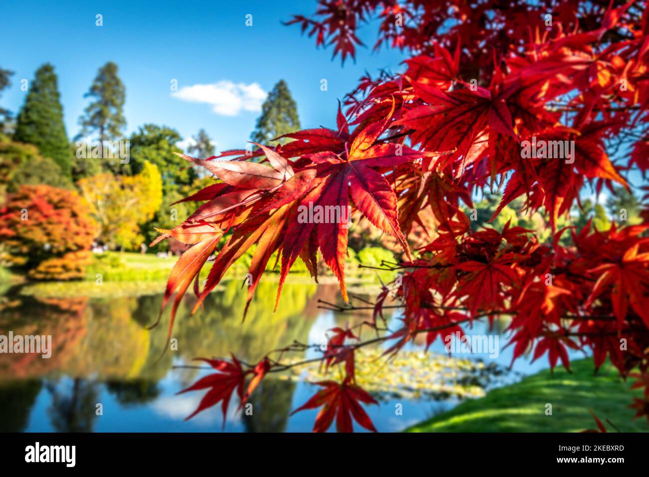 Brightly coloured red autumn leaves glowing in the sunshine and reflecting in the water Stock Photo
