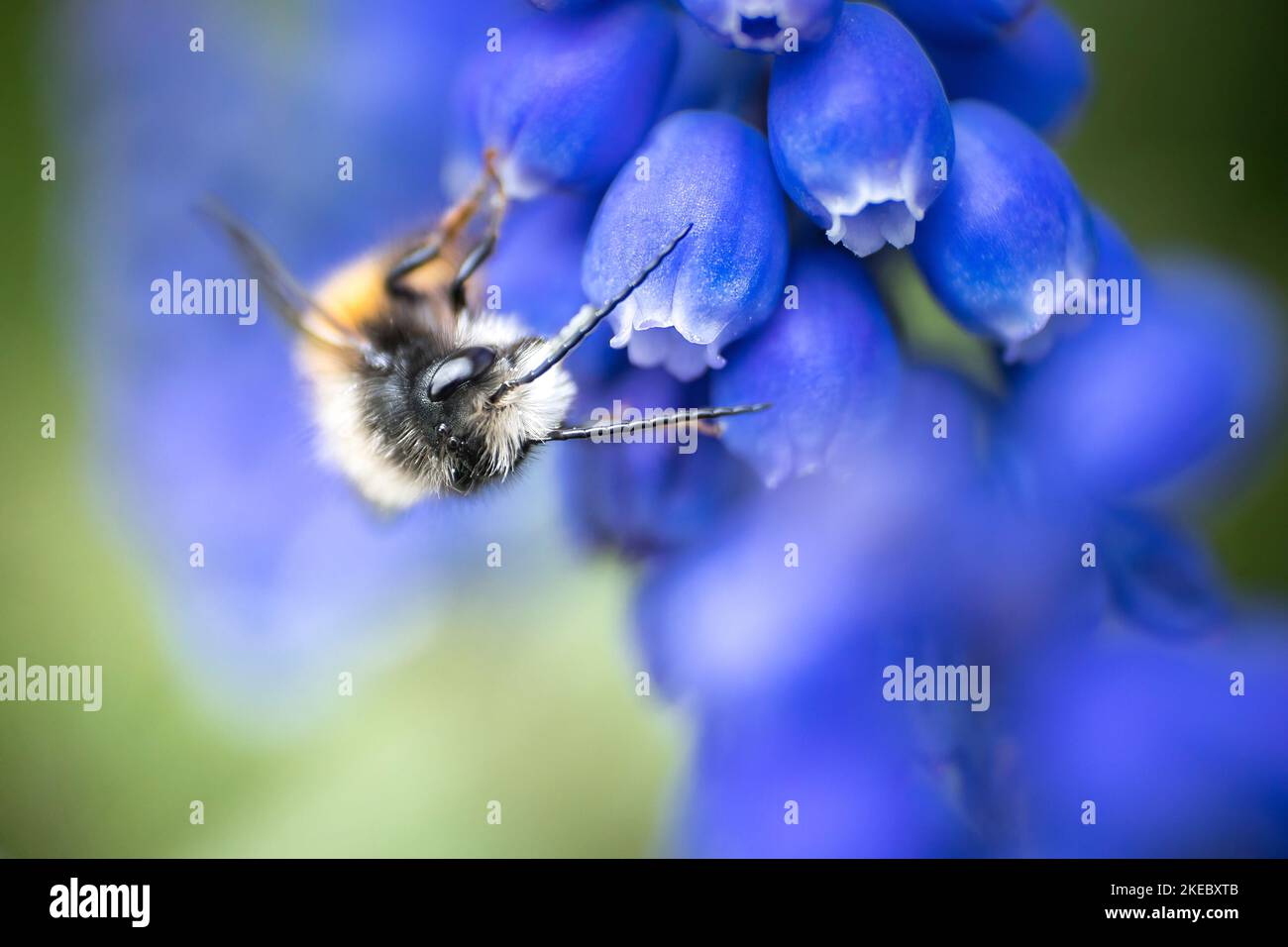 Bee hyacinth hires stock photography and images Alamy