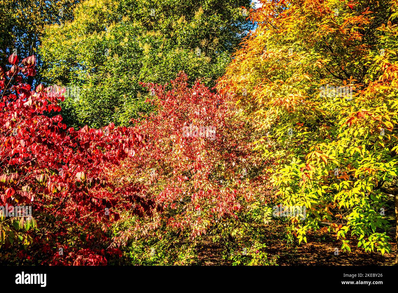 Brightly coloured autumn leaves glowing in the sunshine Stock Photo