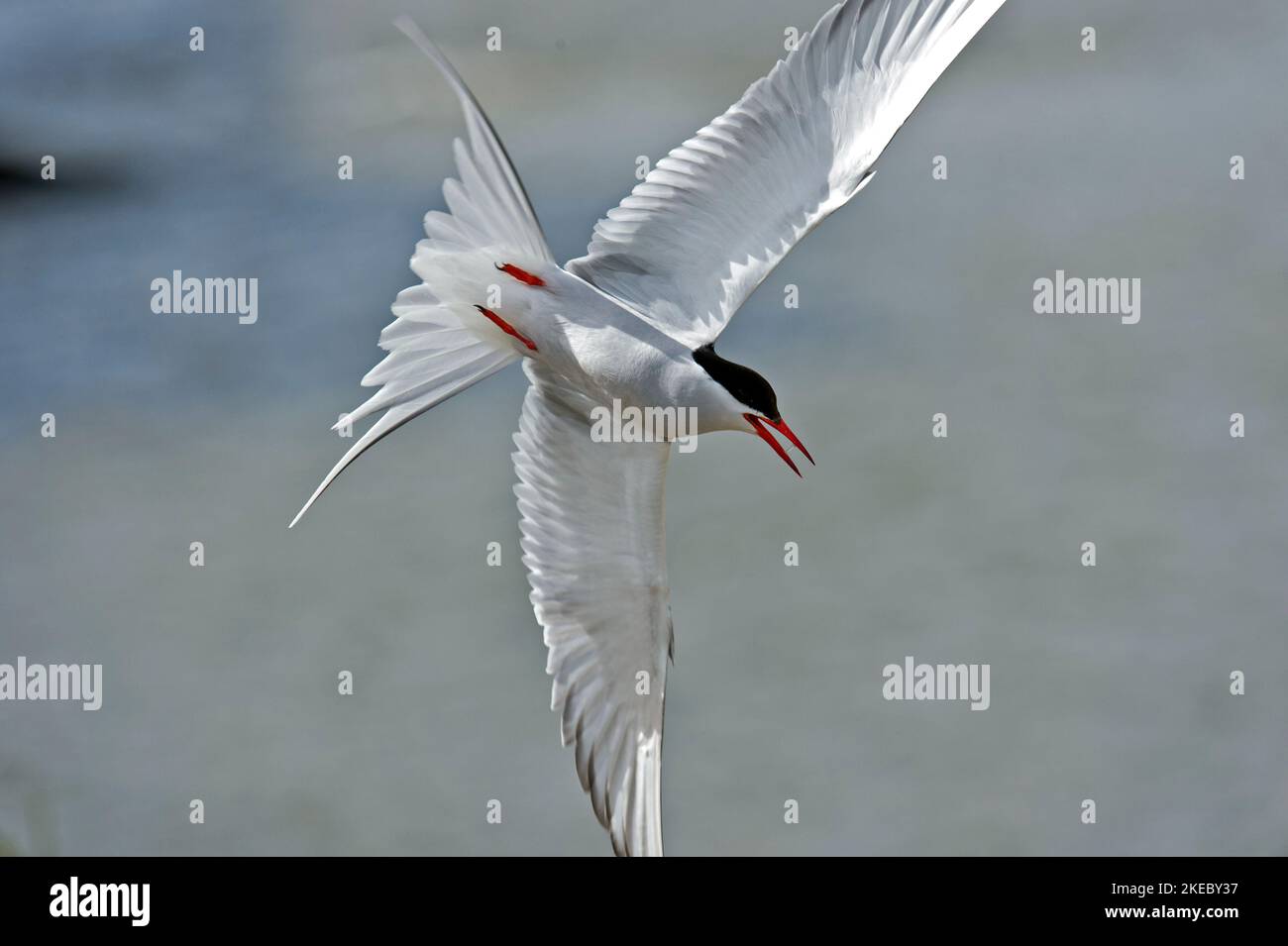 Arctic tern (Sterna paradisaea) in flight, North Sea coast, Schleswig-Holstein, Germany Stock Photo