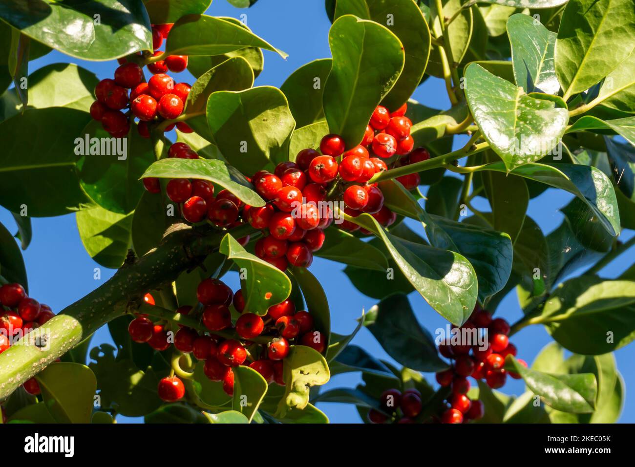 Green leaves and red berries of holly Stock Photo - Alamy