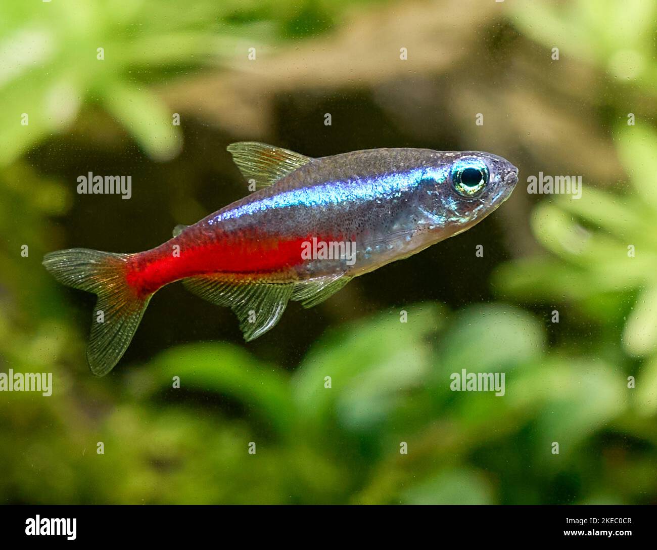 Closeup of blue neon tetra fish isolated on blurred plant background Stock Photo