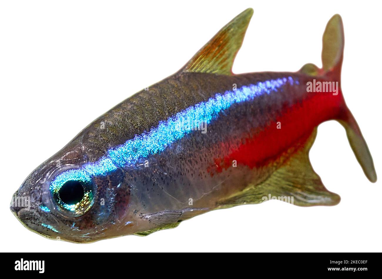 Closeup of blue neon tetra fish isolated on white background Stock Photo