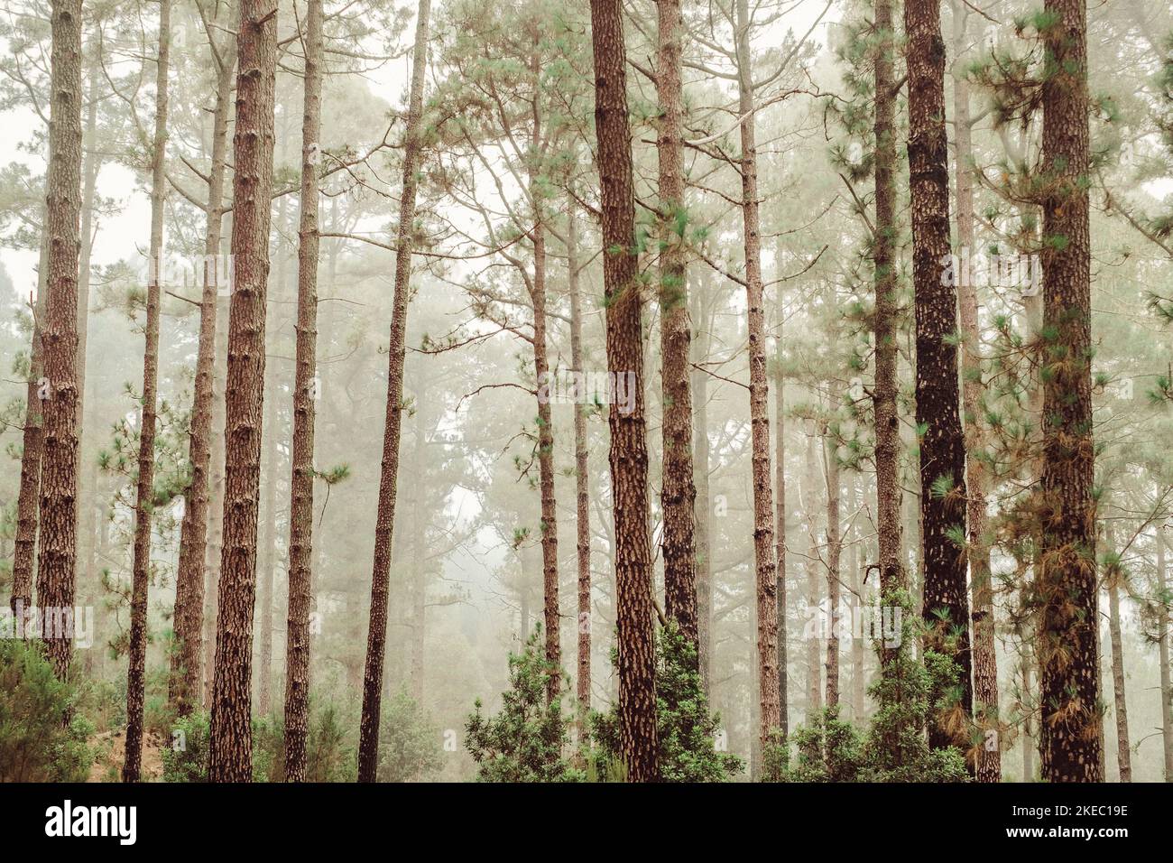 group of some trees in a forest growing up together - nature concept and loving the nature Stock Photo