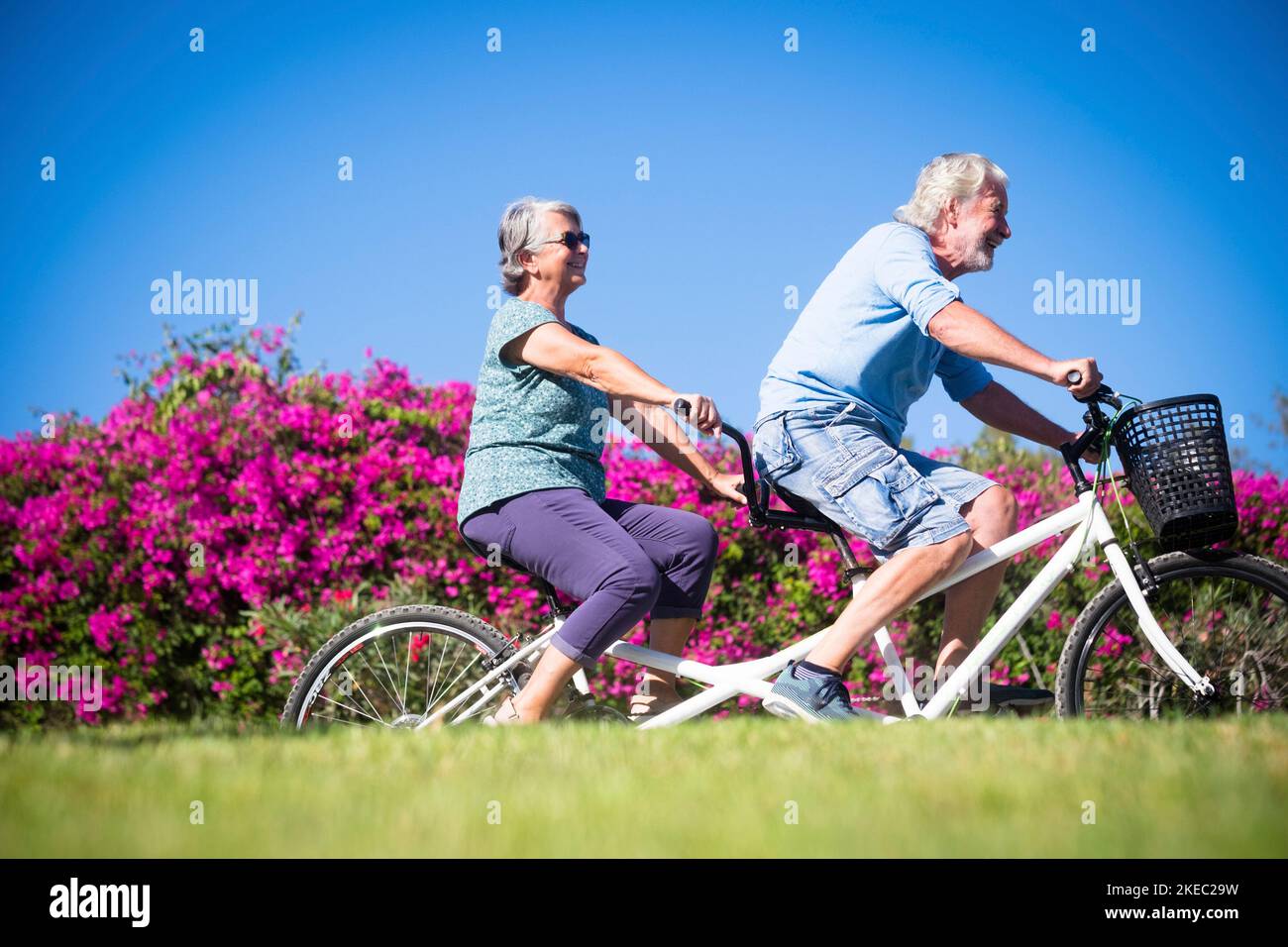 beautiful and cute couple of mature and old woman and man riding together a double bike in a green park with pink flowers at the background. Active senior having fun with tandem Stock Photo