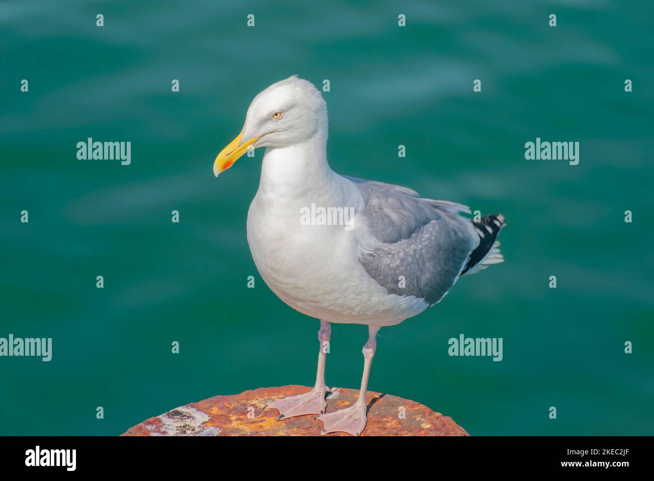 white-grey feathered herring gull, at the Ostsse, Rügen, Germany Stock Photo