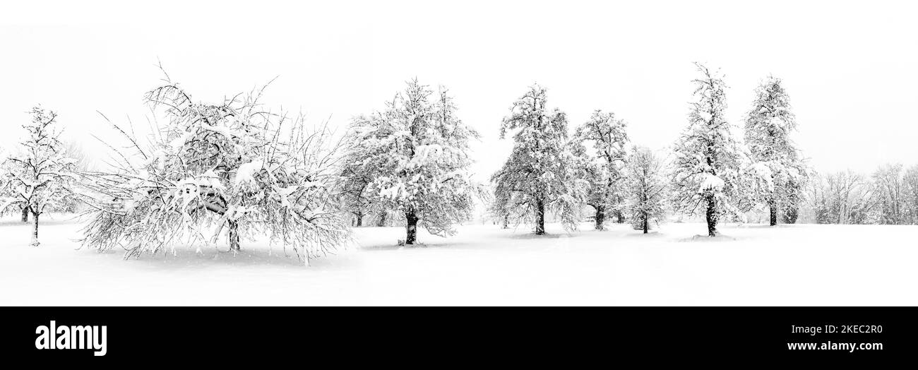 Snow covered fruit trees in a field Stock Photo