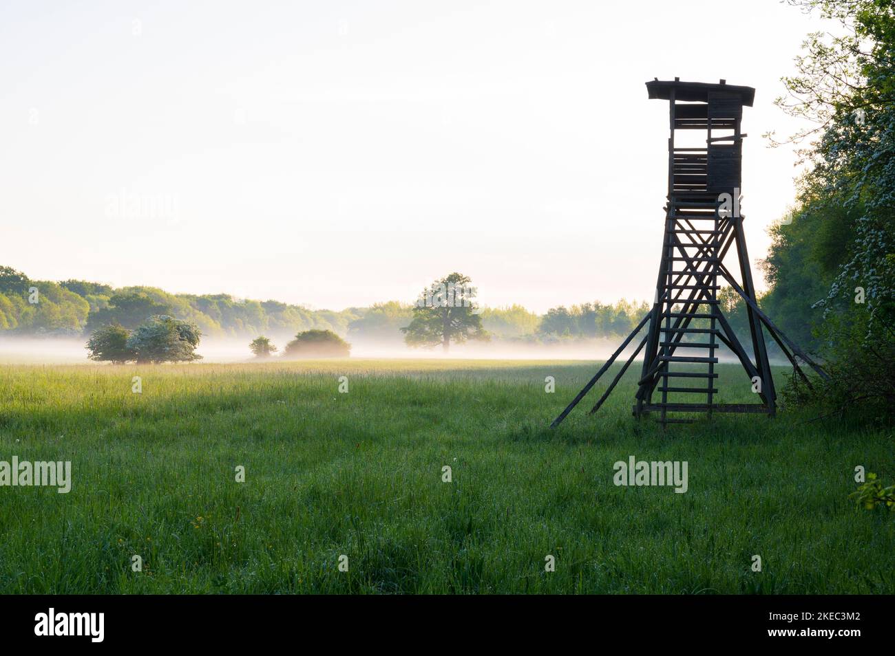 High seat at the edge of the forest, May, summer, Hesse, Germany, Europe Stock Photo