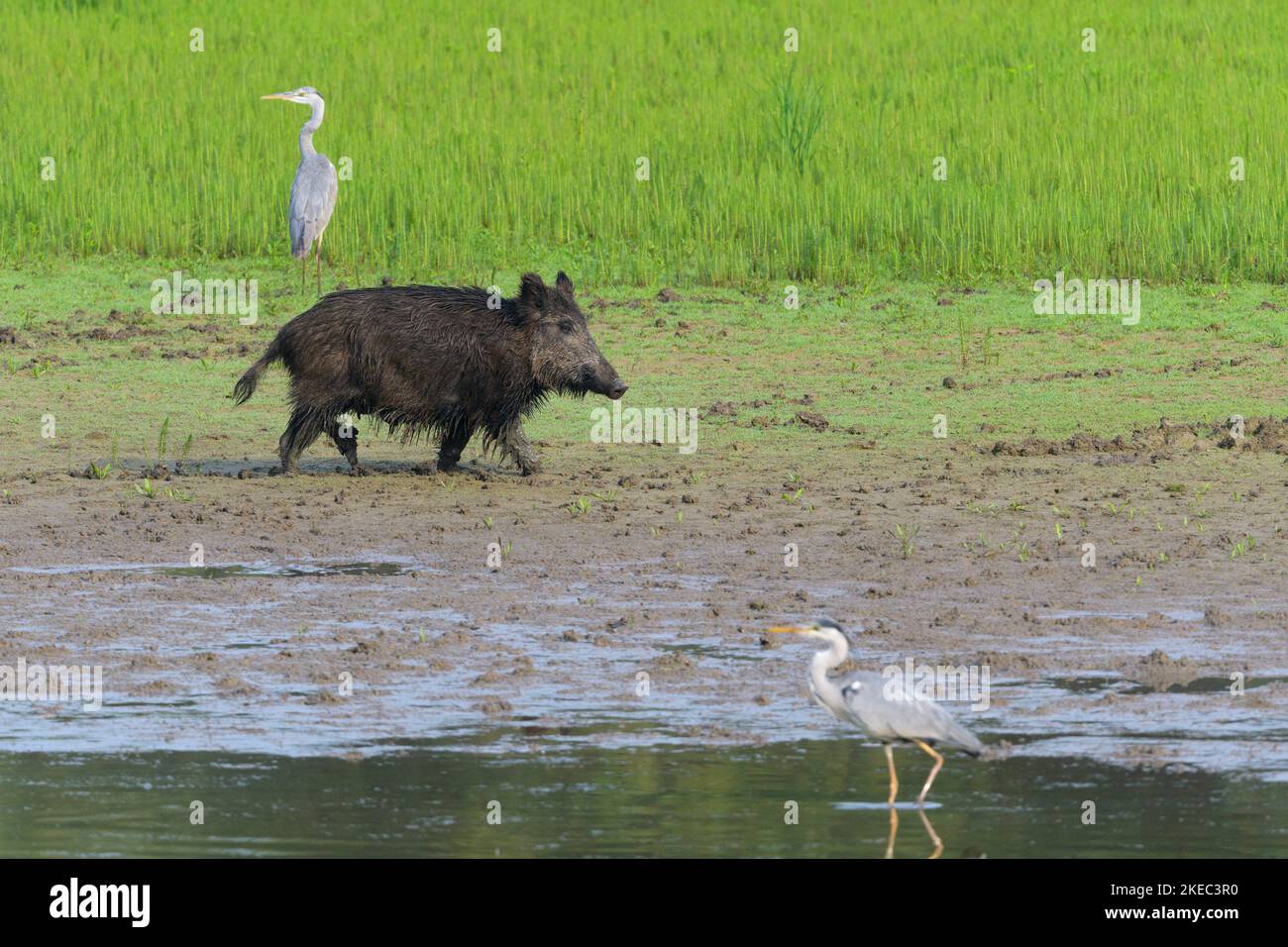 Wild boar (Sus scrofa) running on the bank of a pond, in the background and foreground are gray herons, May, summer, Hesse, Germany, Europe Stock Photo