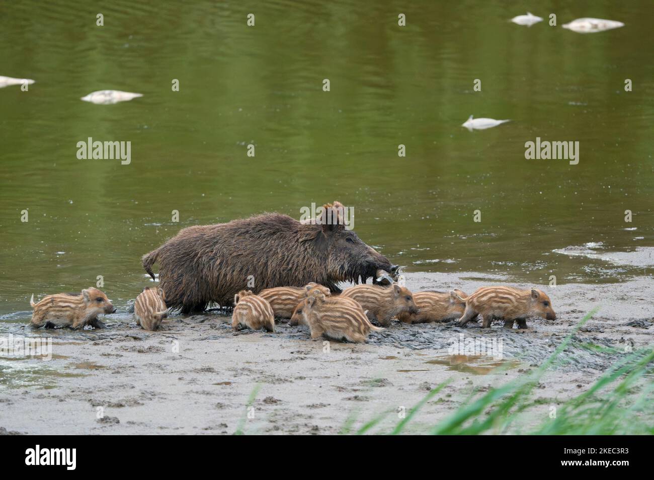 Wild boar (Sus scrofa) with a dead fish (bream) in the pen, in the background more dead fish, brook, freshets, May, summer, Hesse, Germany, Europe Stock Photo