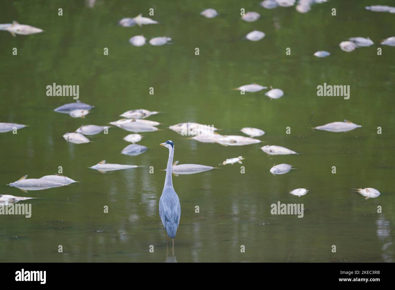 Grey heron looks at numerous fish (bream) dead due to extreme heat, May, summer, Hesse, Germany, Europe Stock Photo